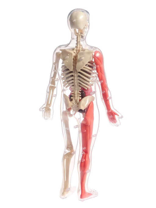 Набор для опытов по анатомии Строение тела, светится в темноте, с мягкими органами - Эврики фото 12