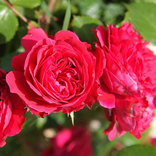 R020 АЛАН СУШОН