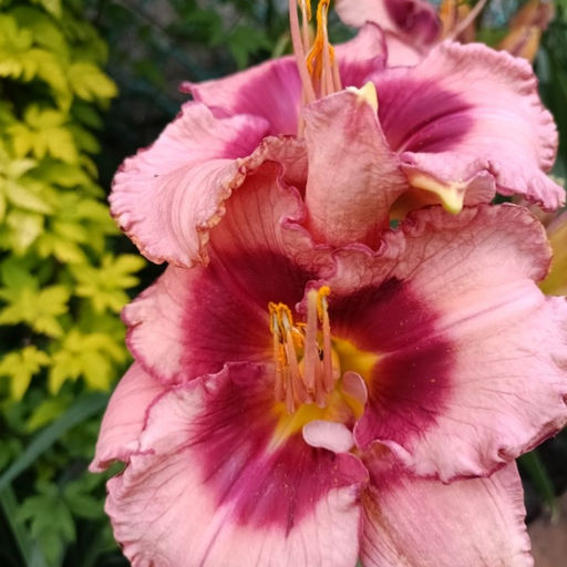 Лилейник Дан Махони - Долина роз фото 3