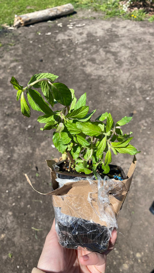 Мята Шведский лимон