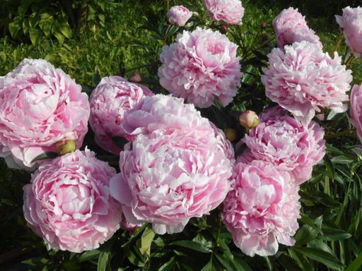 Пион Sarah Bernhardt (Сара Бернар) - Долина роз фото 5