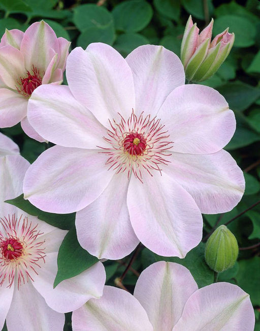 КЛЕМАТИС Доун Разбор I Кол-во упак., шт 2