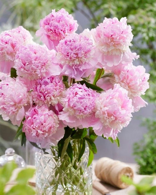 Пион Sorbet - Голландские луковицы фото 3