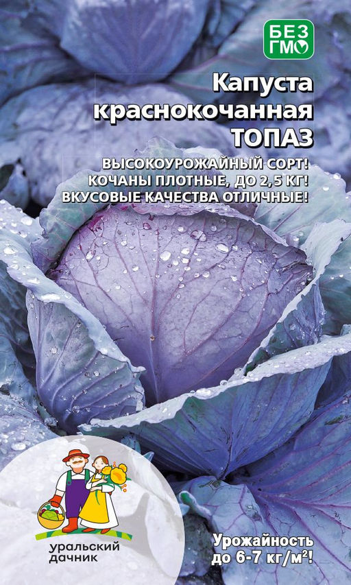 Капуста краснокочанная ТОПАЗ Высокоурожайный сорт! Кочаны плотные, до 2,5 кг! Вкусовые качества отличные!