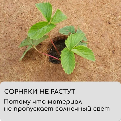 Круг приствольный, d=0.6 м, из кокосового полотна, набор 5 шт., «Мульчаграм»