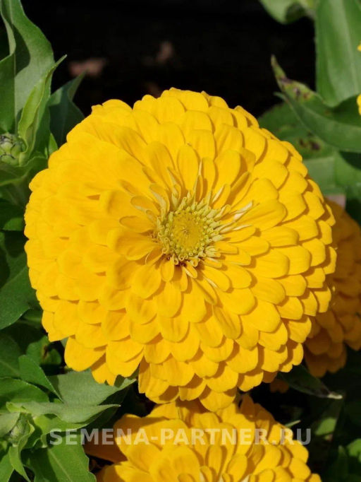 Цинния георгиновидная Сочные тропики Желтая Субмарина - Партнер фото 5