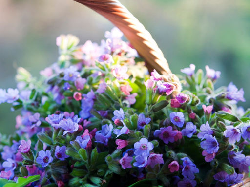 Медуница Смоки Блу