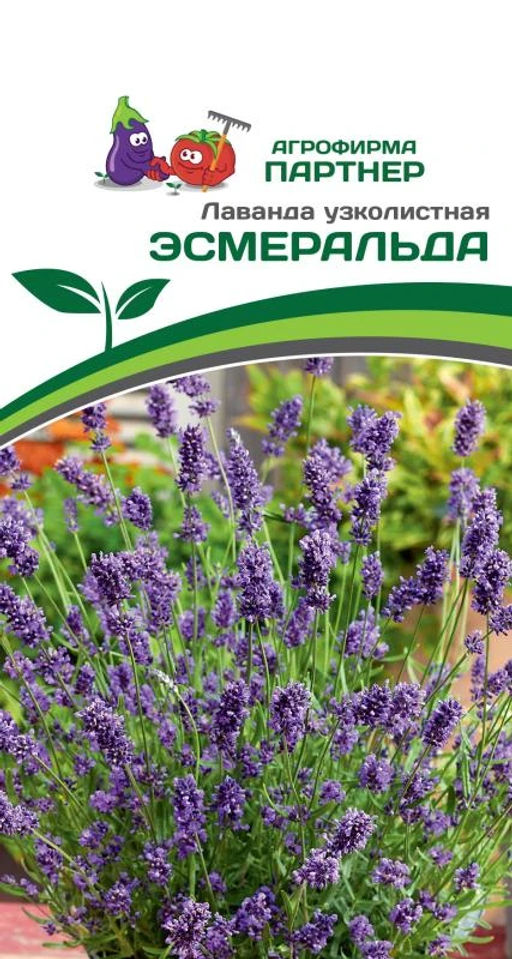 Лаванда узколистная Эсмеральда