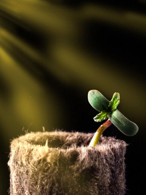 Цена за 100 шт. Пробка минераловатная, для рассады, d=22 мм, h=28 мм, «Эковер»