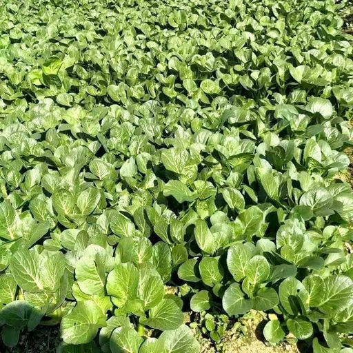 Гонконг Чой Сум - Китайская Спаржевая Капустка - Early Green Choy Sum Hong Kong