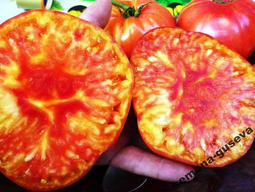 Помидоры Mortgage Lifter Yellow