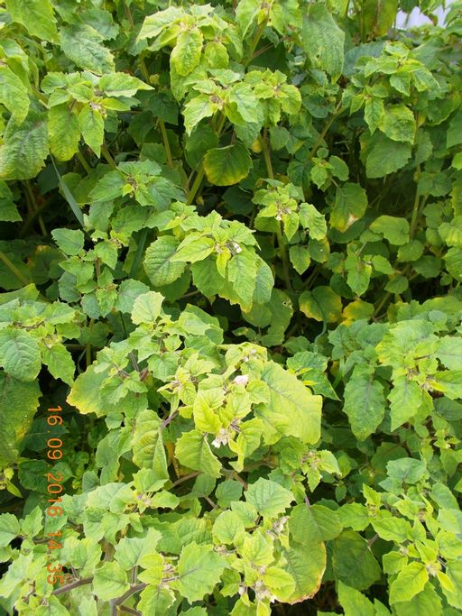 Физалис Ягодный Падающие Вишни Тёти Молли — Aunt Molly’s Ground Cherry