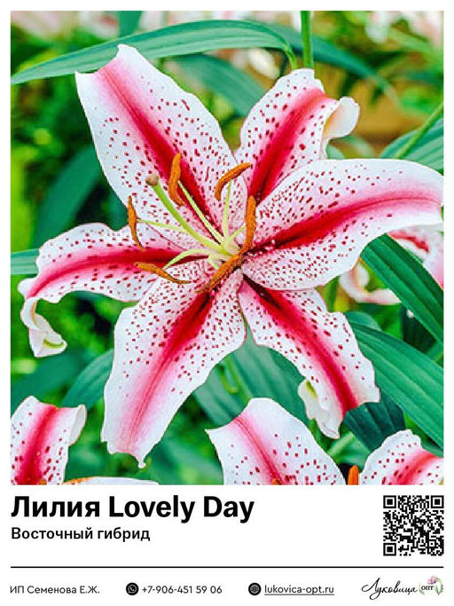 Лилия Lovely Day (Восточный ориентальный гибрид)