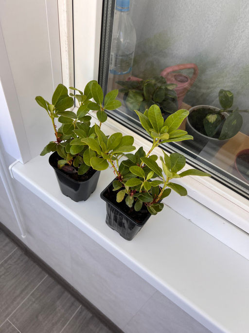 Рододендрон Баден-Баден