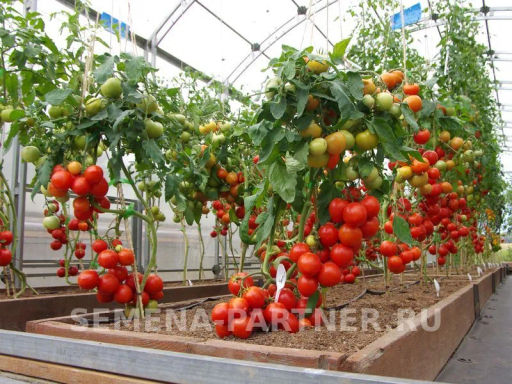 Томат Куртизанка - Партнер фото 6