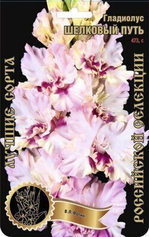 Гладиолус Шелковый путь 473,Фотин 1 р-р 7шт (Ф)