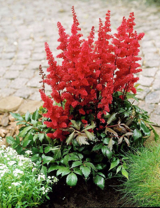 АСТИЛЬБА Этна Разбор 2/3 n Кол-во упак., шт 1