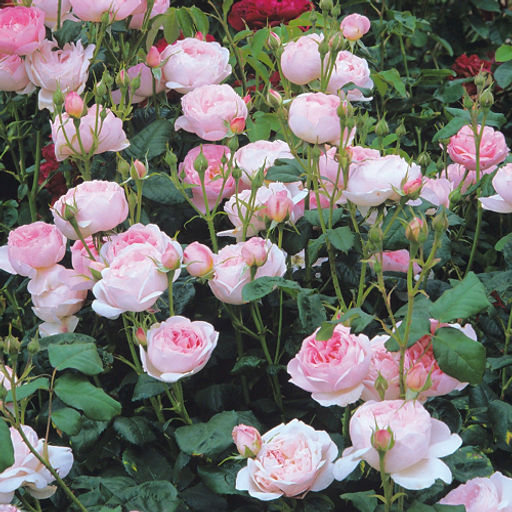 R460 СЕПТЕРД АЙЛ