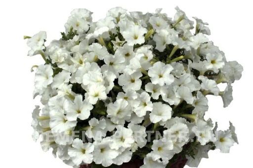 Петуния МиМи Лучиана каскадная белая - Партнер фото 3