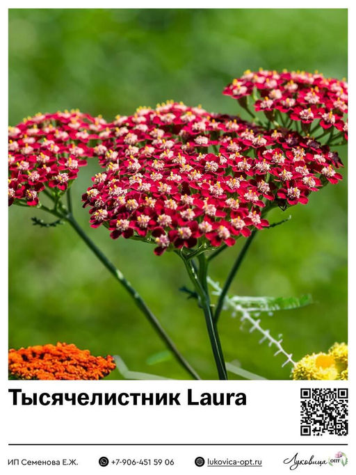 Тысячелистник Laura
