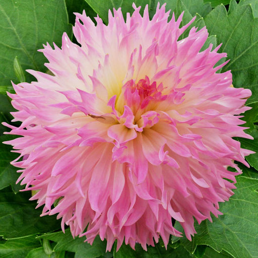 ГЕОРГИНА Надя Рут Разбор I Кол-во упак., шт 1