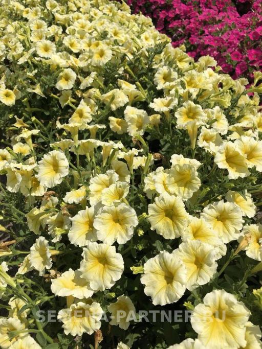 Петуния Итальянка Фульвия лимонно-желтая - Партнер фото 3