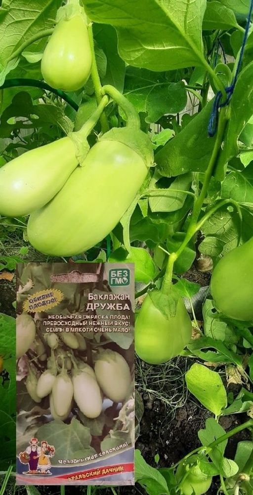 Баклажан ДРУЖБА  Пучковый тип! Необычайная окраска плодов! Превосходный нежный вкус! Мало семян в мякоти! Без горечи! - Уральский дачник фото 5