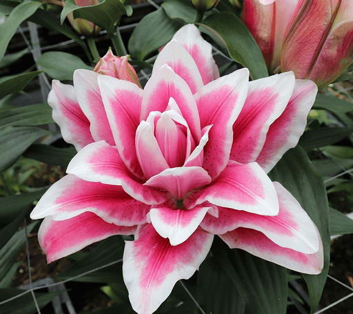 ЛИЛИЯ Роузлили Олимпия Разбор 12/14 Кол-во упак., шт 5