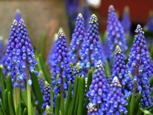 Мускари Dark Eyes (Дарк Айс) 10шт