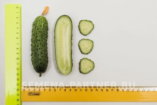 Огурец партенокарпический Шоша - Партнер фото 5