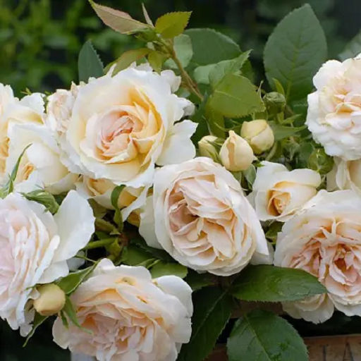 R281 ЛИОНС РОУЗ