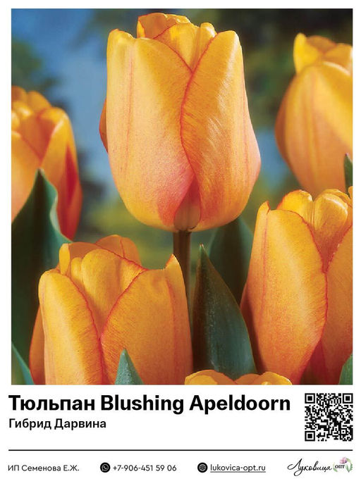 Тюльпан Blushing Apeldoorn (Гибрид Дарвина)