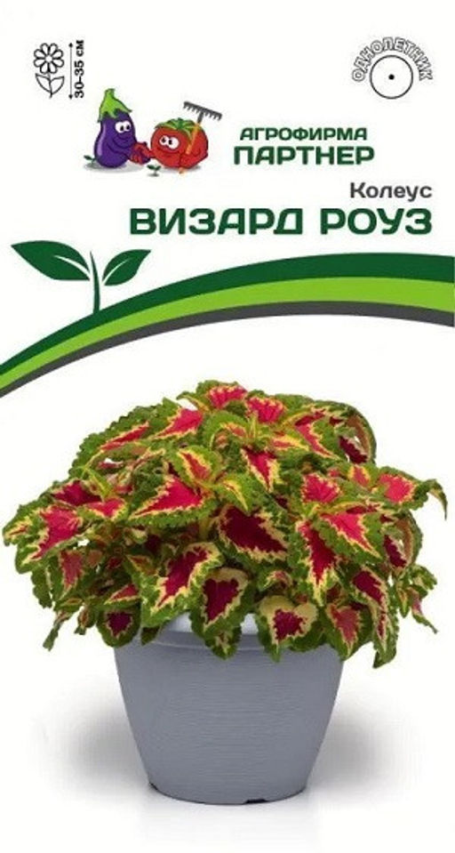 3312P Колеус ВИЗАРД РОУЗ / шлемниковидный 10шт