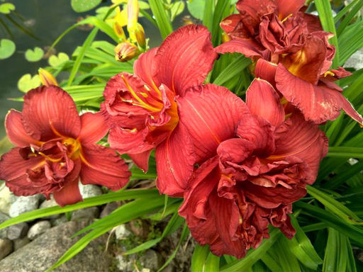 Лилейник Дабл Файркрэкер