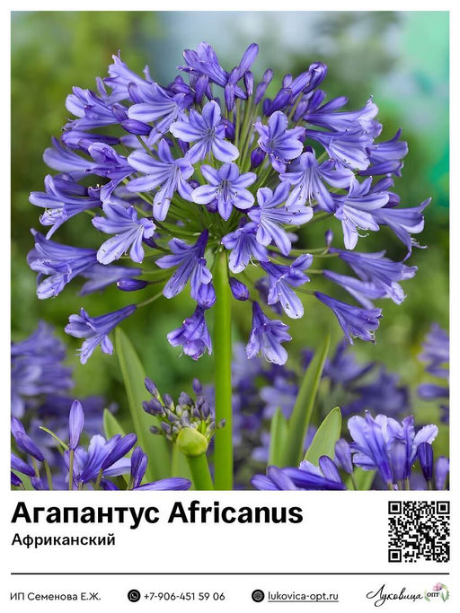 Агапантус Africanus (Африканский)