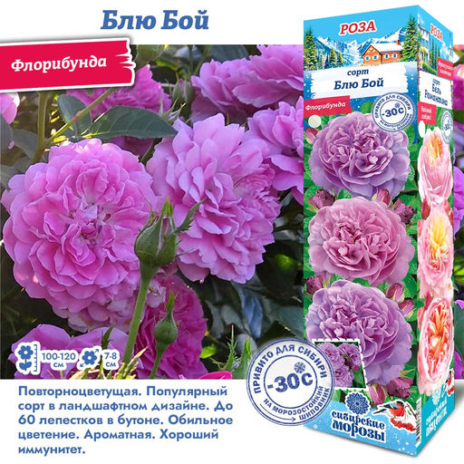 Роза Блю Бой (Флорибунда) 1шт