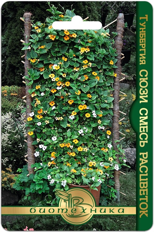 Тунбергия Сюзи смесь расцветок