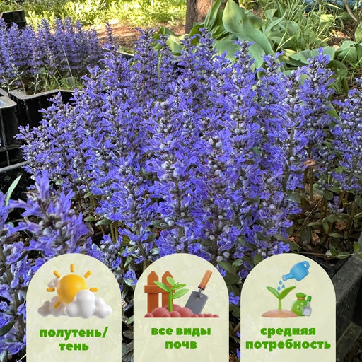 Живучка ползучая Чоклейт Чипс