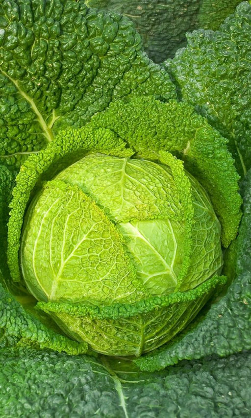 Капуста савойская ЮБИЛЕЙНАЯ 2170 Низкая калорийность, высокое содержание белка! Вкус мягкий, нежный! Содержит антидиабетический компонент!