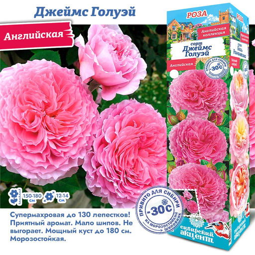 Роза Джеймс Голуэй (Английская) 1шт