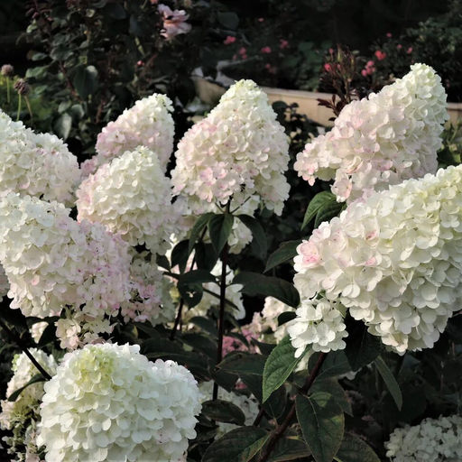 Гортензия метельчатая "Sugar Rush" ("Шугар Раш")