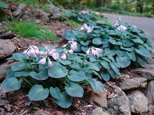 Хоста Блю Маус Иэрс - Долина роз фото 3