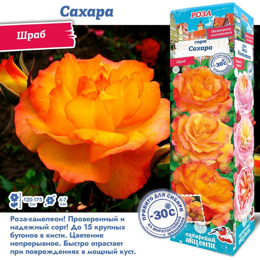Роза Сахара (Шраб) 1шт