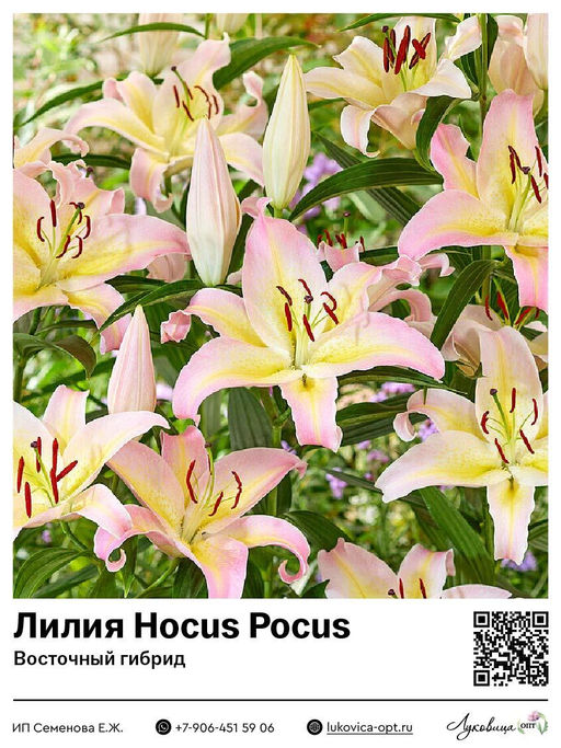 Лилия Hocus Pocus (Восточный ориентальный гибрид)