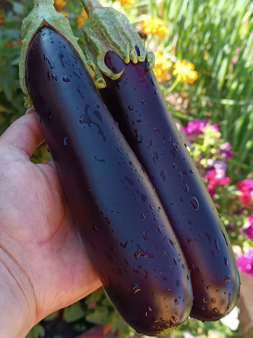 Баклажан ЛИРИКА  Жаростойкий! Без шипов! Устойчив к паутинному клещу! - Уральский дачник фото 5