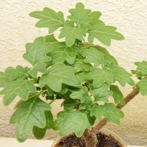 Плектрантус дуболистный (хвойный аромат)