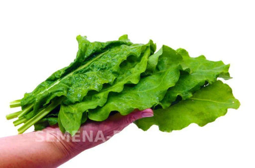 Щавель Широколистный - Партнер фото 5