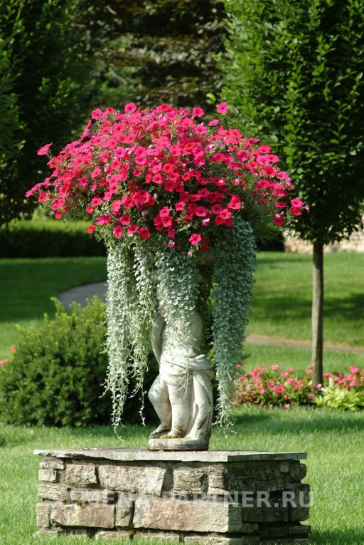 Петуния Тайдел Вэйв Черри ампельная многоцветковая - Партнер фото 3