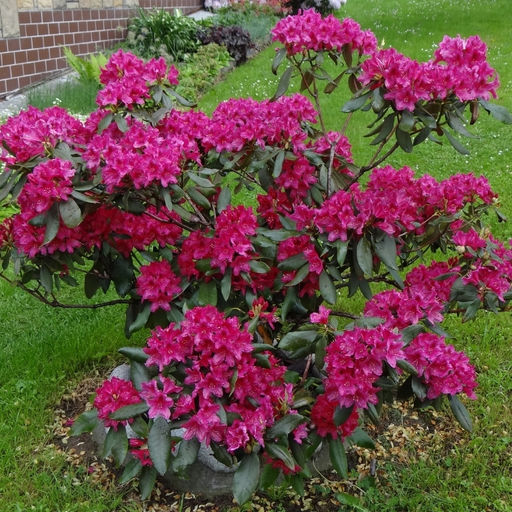 Рододендрон Нова Зембла