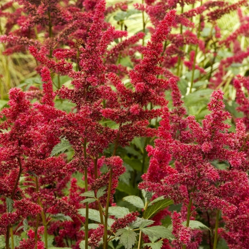 Астильба Арендса Фанал